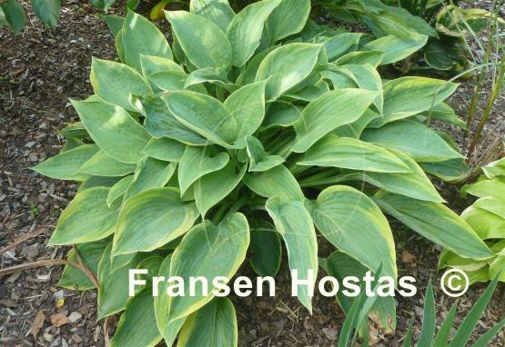 Hosta Alvatine Taylor