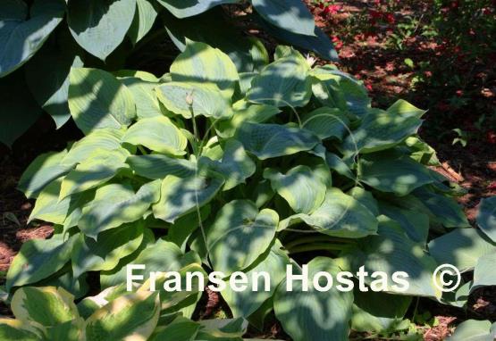 Hosta Alvatine Taylor