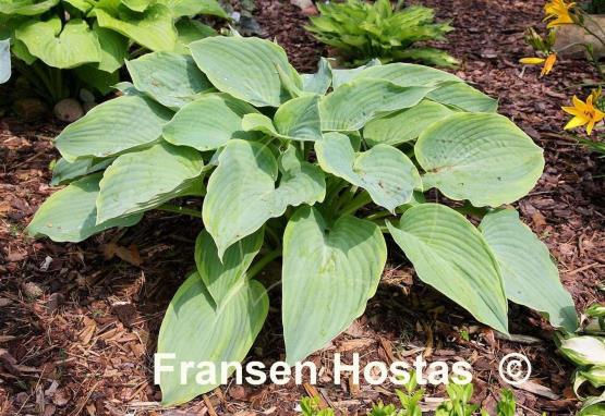 Hosta Alvatine Taylor