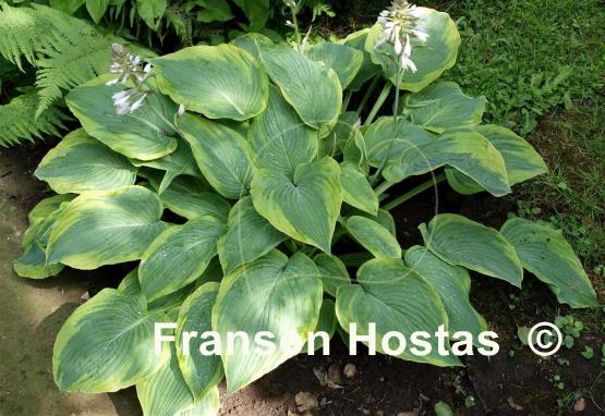Hosta Alvatine Taylor