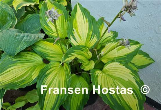 Hosta Amalia