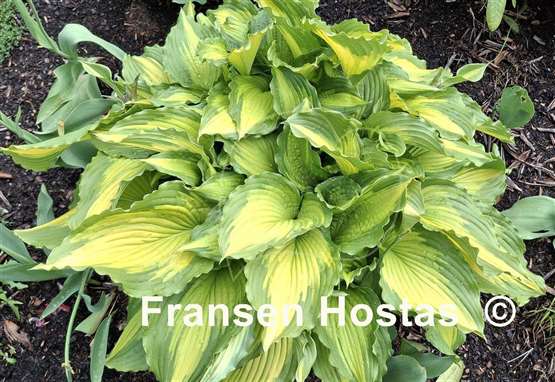Hosta Amalia