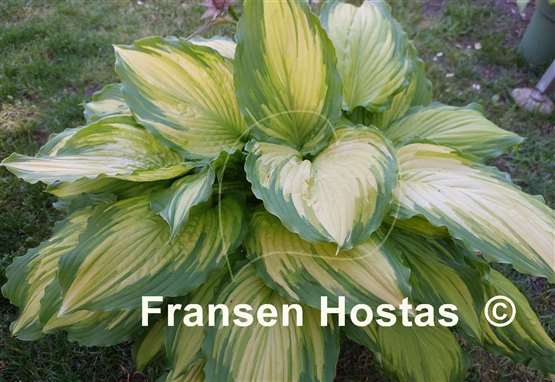 Hosta Amalia 