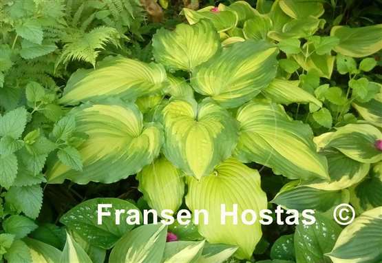 Hosta Amalia