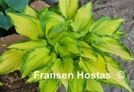Hosta Amalia
