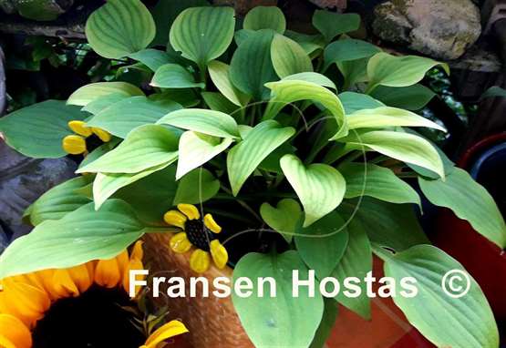Hosta Amanuma