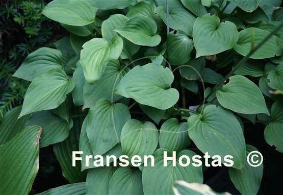 Hosta Amanuma