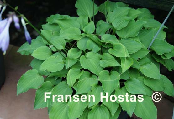 Hosta Amanuma