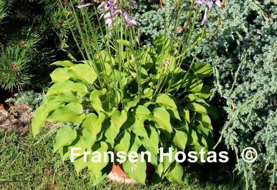 Hosta Amanuma