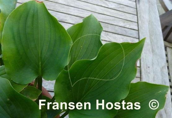 Hosta Amanuma
