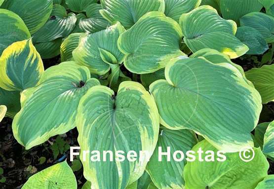 Hosta Amazing Grace
