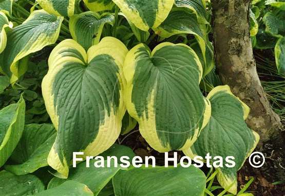 Hosta Amazing Grace