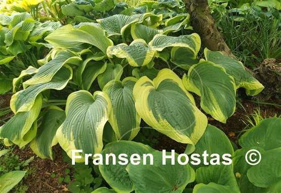 Hosta Amazing Grace
