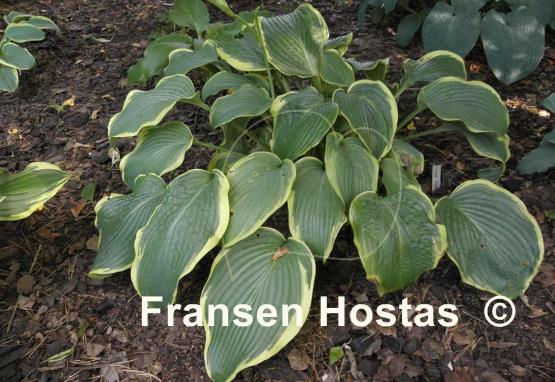 Hosta Amazing Grace