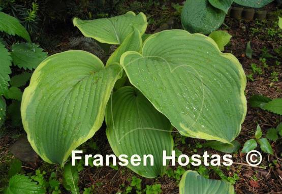 Hosta Amazing Grace