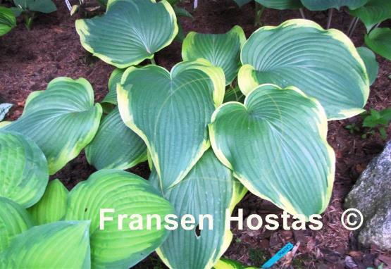 Hosta Amazing Grace