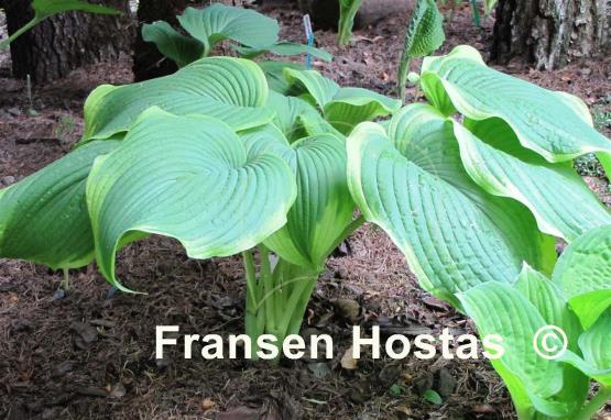 Hosta Amazing Grace