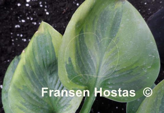 Hosta Amber Maiden