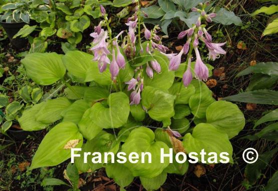 Hosta Amber Tiara