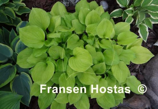 Hosta Amber Tiara