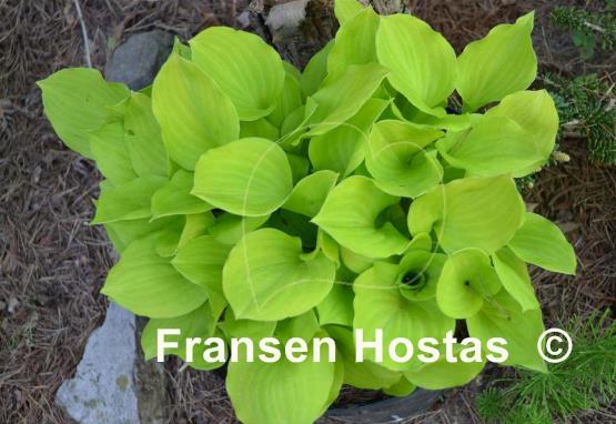 Hosta Amber Tiara