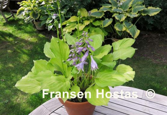 Hosta Amber Tiara