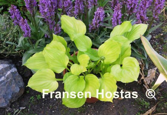 Hosta Amber Tiara