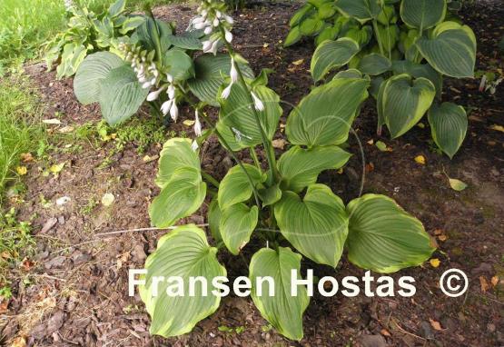 Hosta Amber Waves of Grain