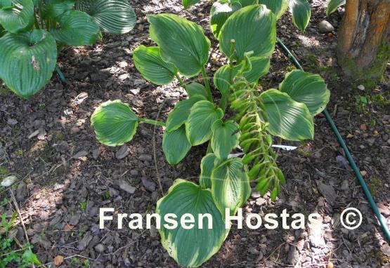 Hosta Amber Waves of Grain