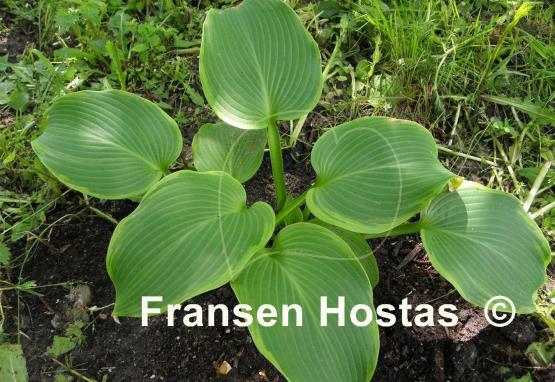 Hosta Amber Waves of Grain