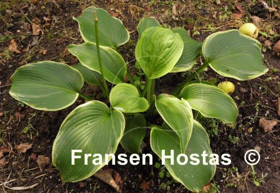 Hosta Amber Waves of Grain