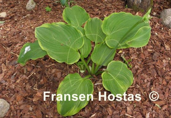 Hosta Amber Waves of Grain