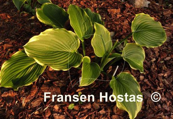Hosta Amber Waves of Grain