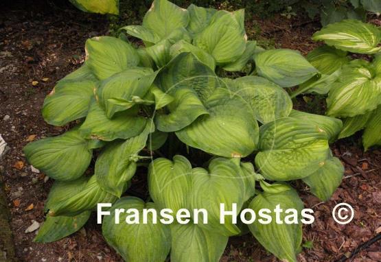 Hosta Ambrosia