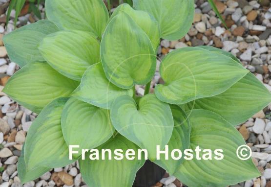 Hosta Ambrosia