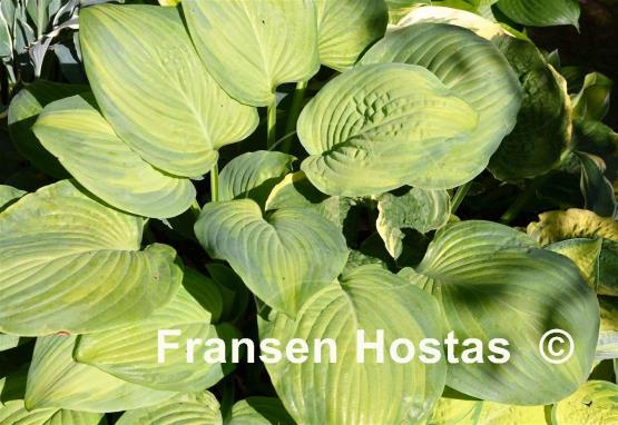 Hosta Ambrosia