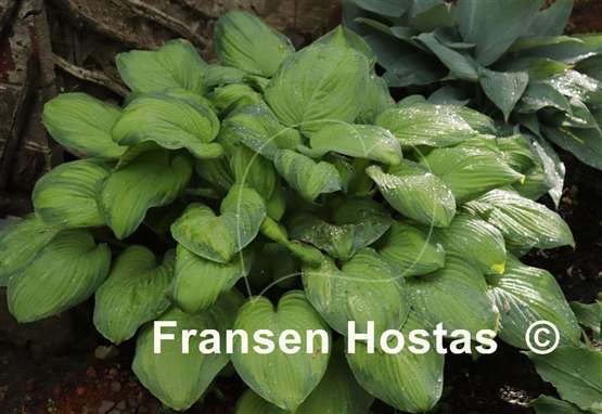 Hosta Ambrosia