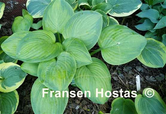 Hosta Ambrosia