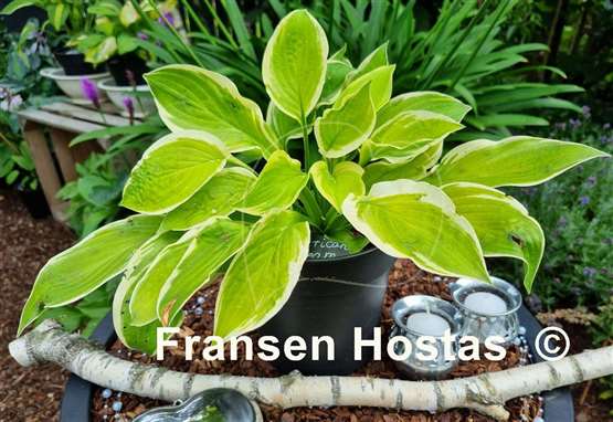 Hosta American Dream