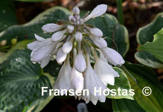 Hosta American Halo