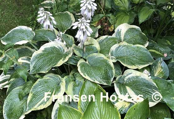 Hosta American Halo