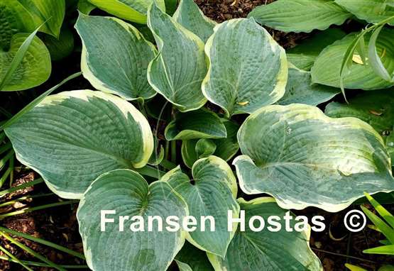 Hosta American Halo