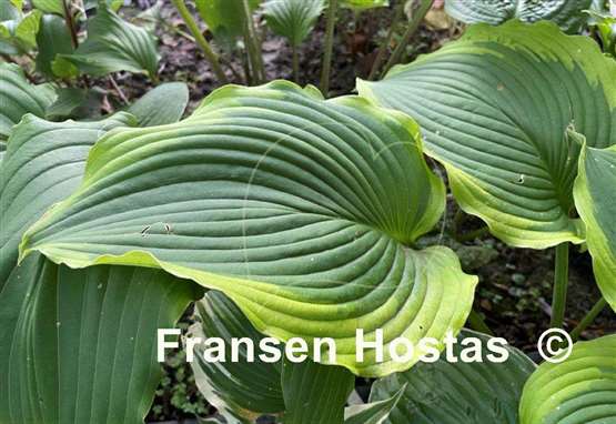 Hosta American Icon