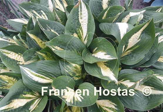 Hosta American Sweetheart