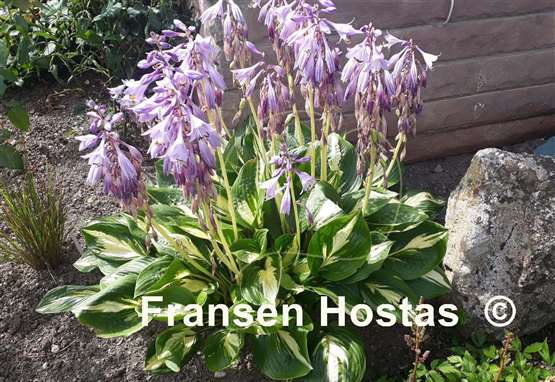 Hosta American Sweetheart