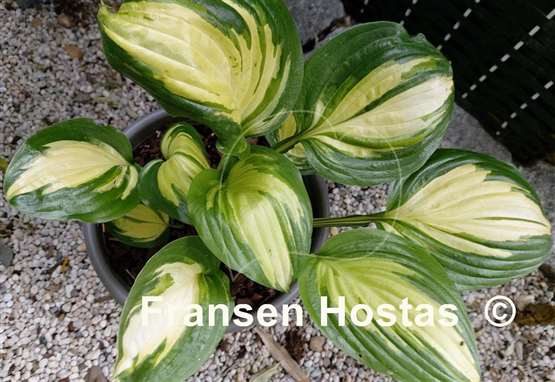 Hosta American Sweetheart