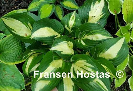 Hosta American Sweetheart