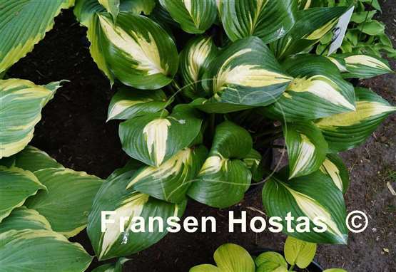 Hosta American Sweetheart