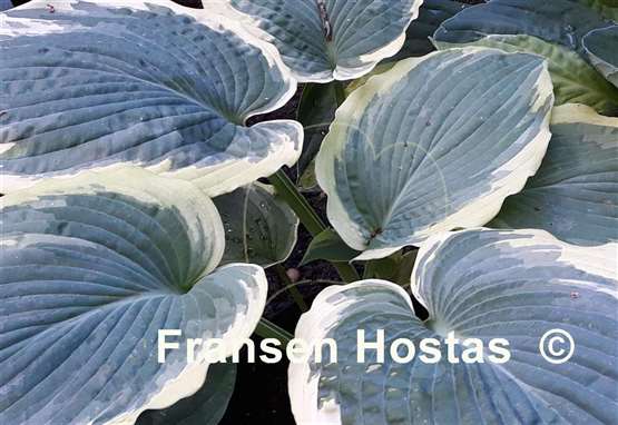 Hosta American halo