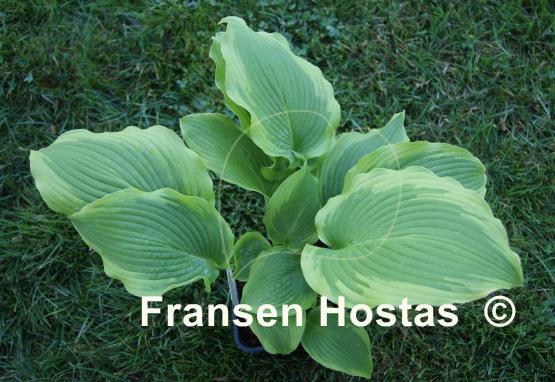 Hosta American Choo Choo